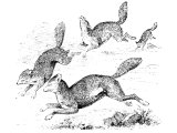 Jackal (Canis aureus). Heb. ShU`aL, (Jud.15.4, Neh.4.3, Ps.63.10, Song.2.15, Lam.5.8, Ezek.13.4). This word means both fox and jackal